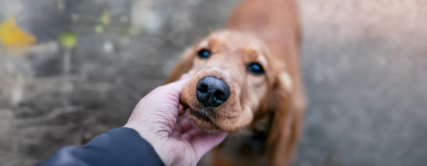 Is Your Dog’s Nose Dry Here is What It Could Mean