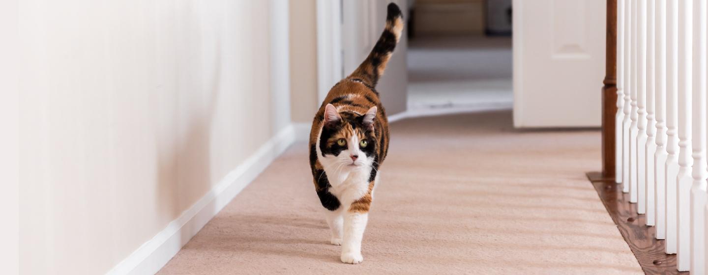 Keeping Your Senior Cat Happy and Healthy Exercise & Mental Stimulation