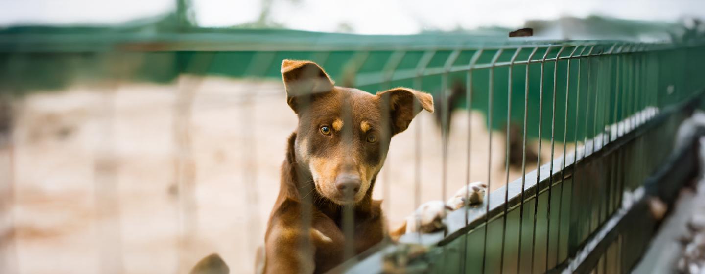 Kennel Cough in Dogs