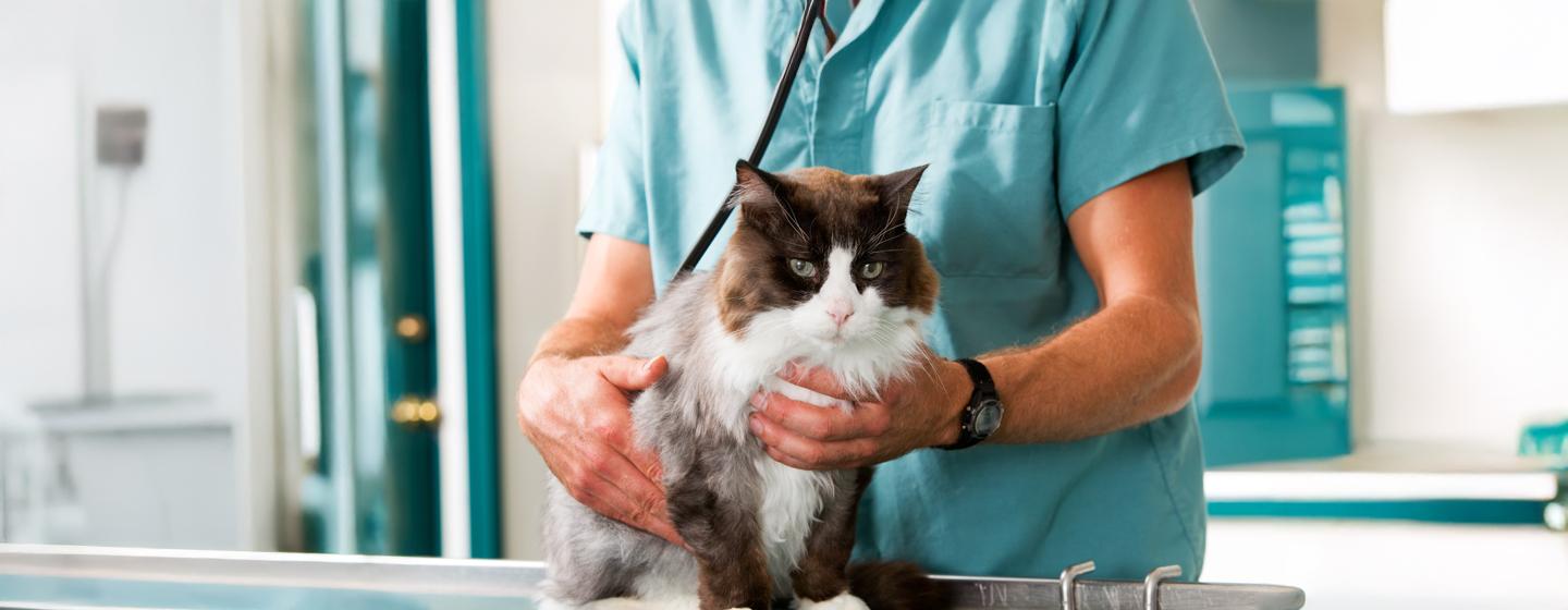 Kidney Problems in Cats Causes and Treatments