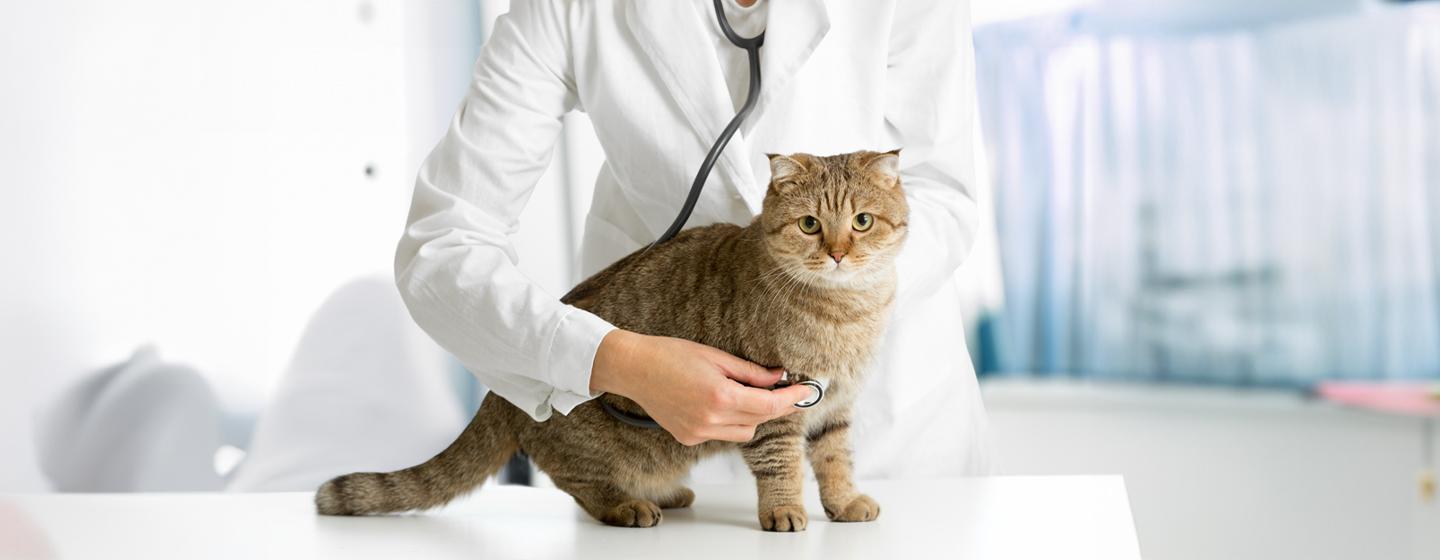 Lungworm in Cats – Symptoms and Treatment