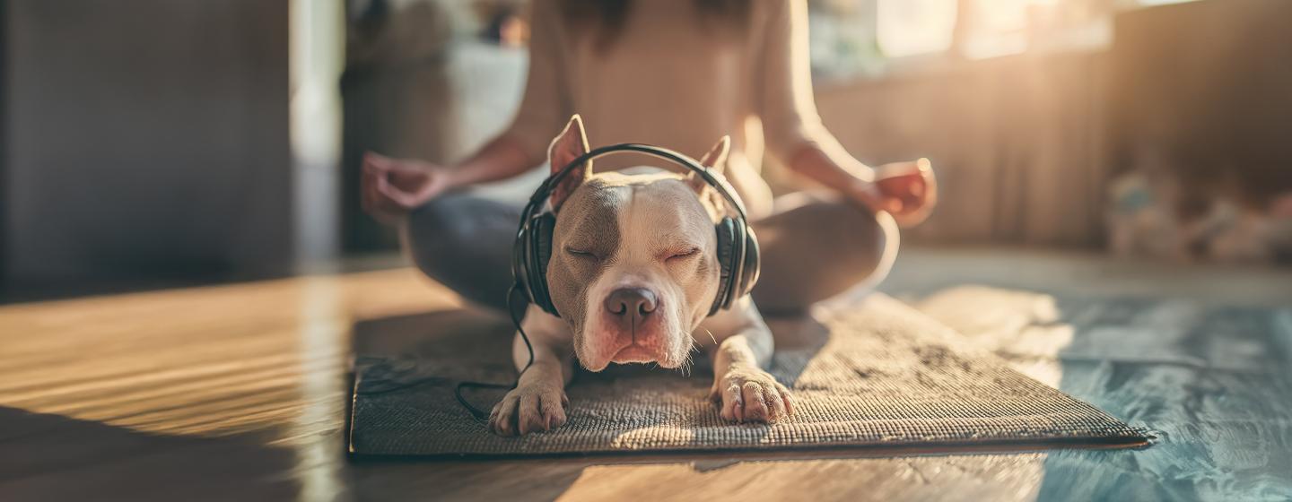 Music and Sounds to Calm an Anxious Dog