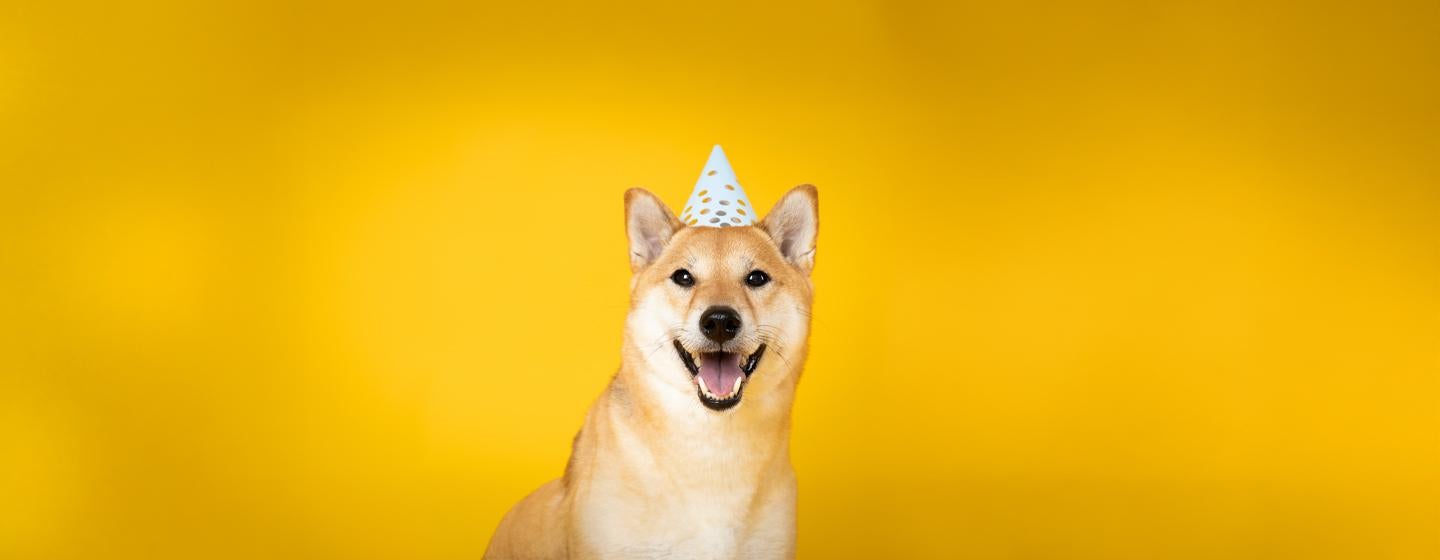 New Year’s Resolutions: A Dog’s Perspective