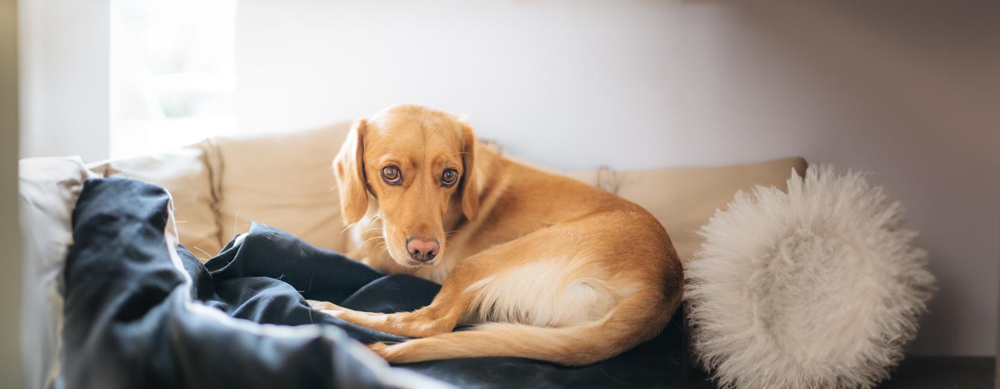 Pancreatitis in Dogs