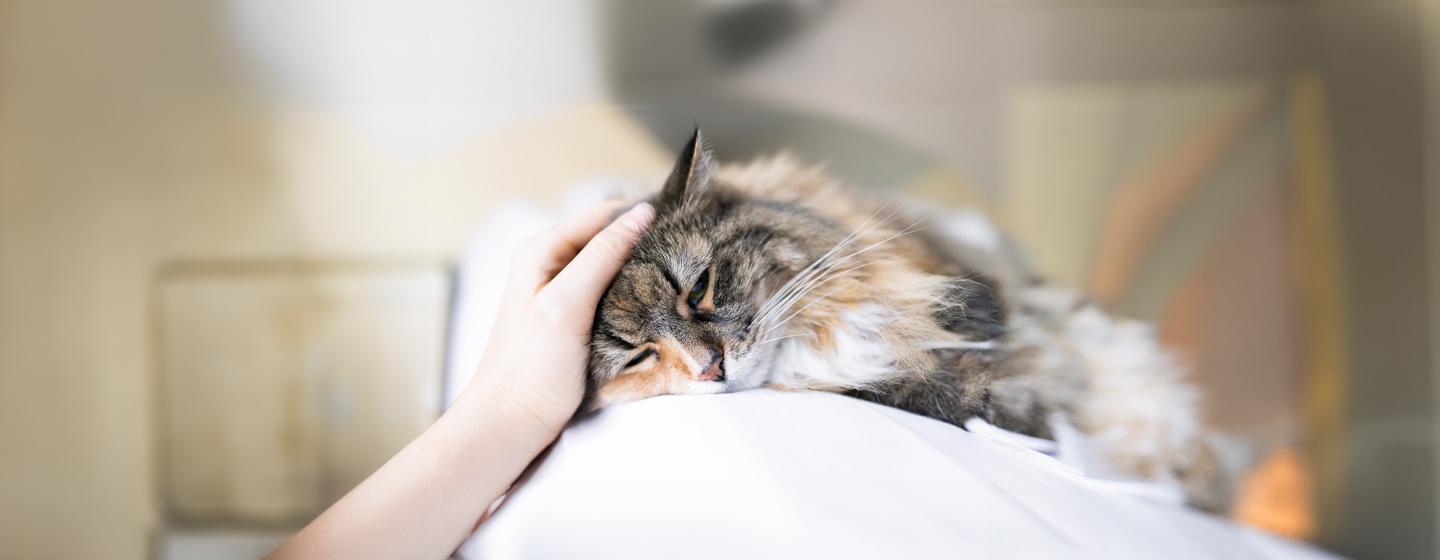 Pancreatitis in cats