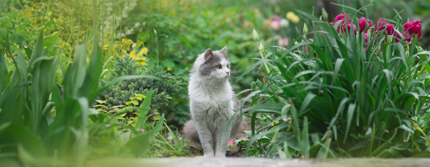 Plants Poisonous to Cats