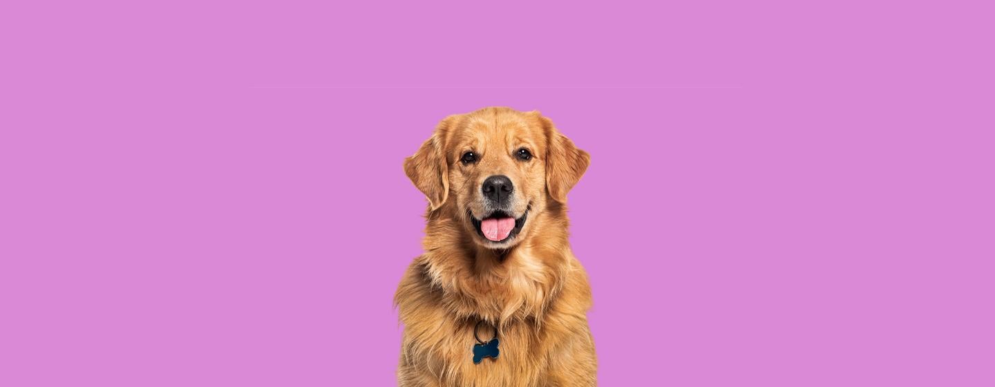 Popular Female Dog Names to Match Your New Best Friend