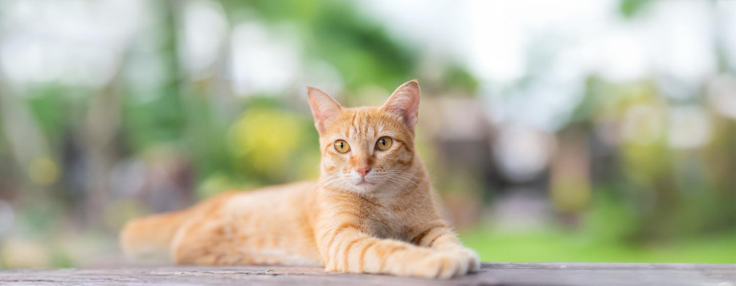 Purina Body Condition Tool for Cats