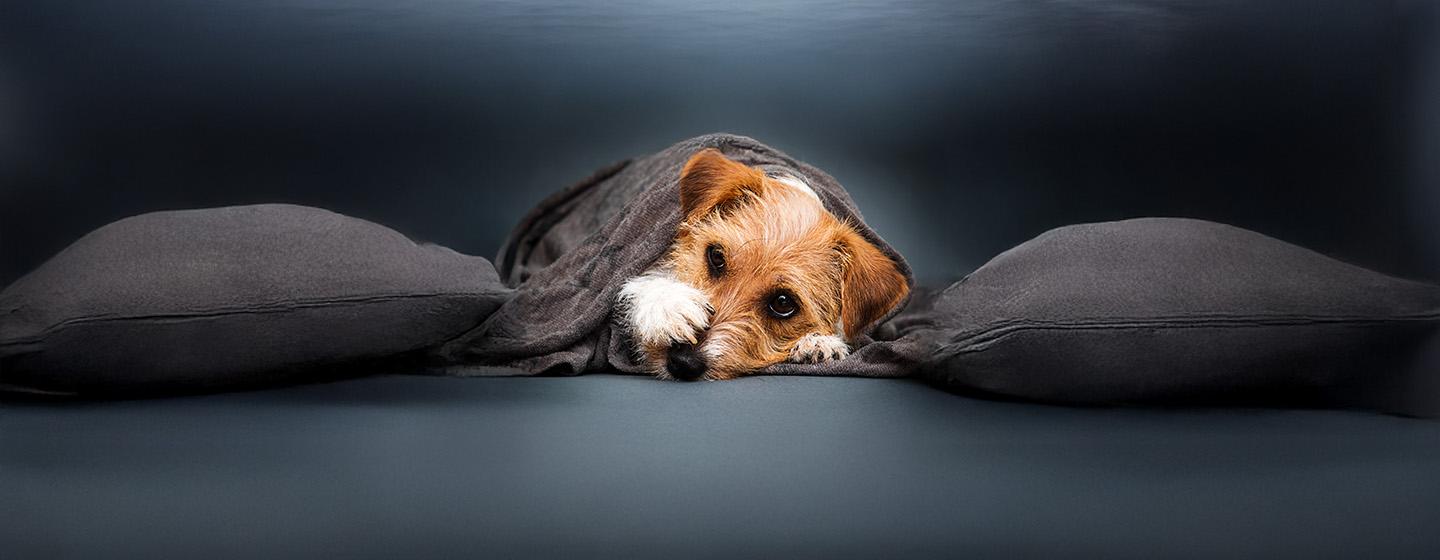 Reverse Sneezing in Dogs Causes & How to Help