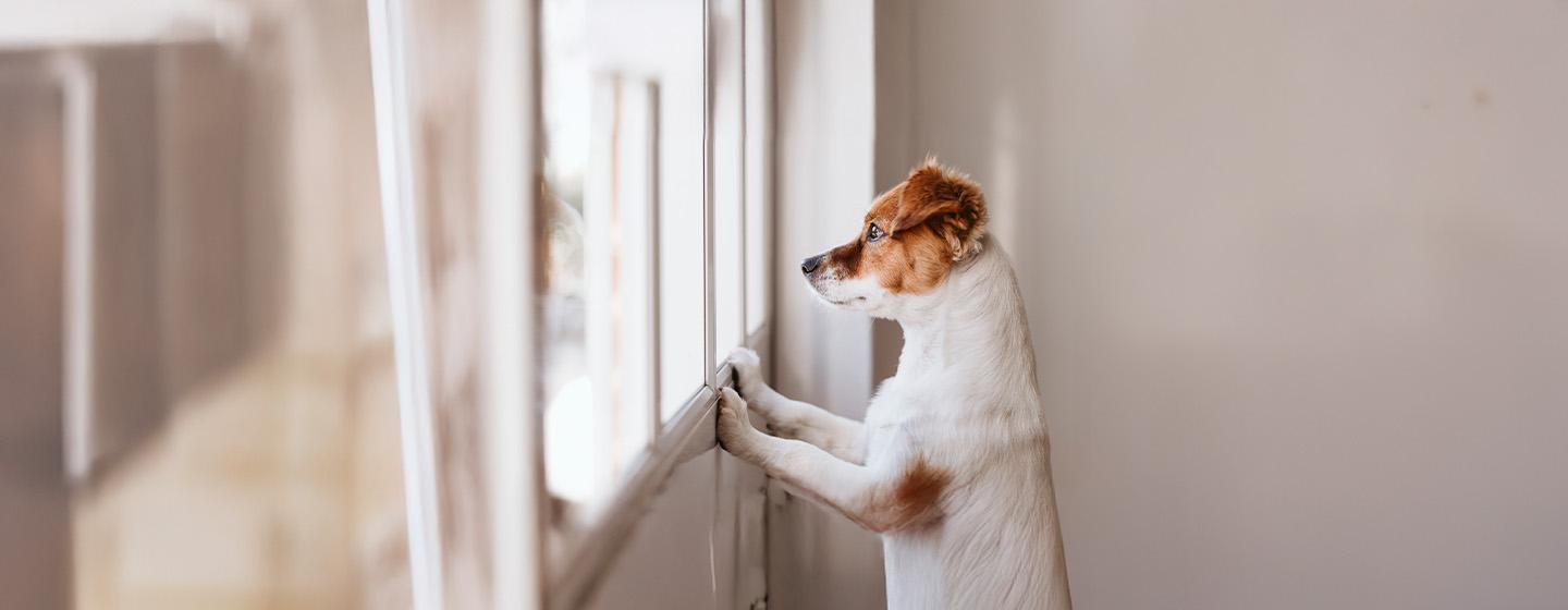 Separation Anxiety in Dogs Symptoms and Treatment