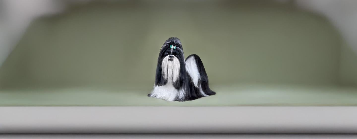Small Dogs with Long Hair That Will Steal Your Heart