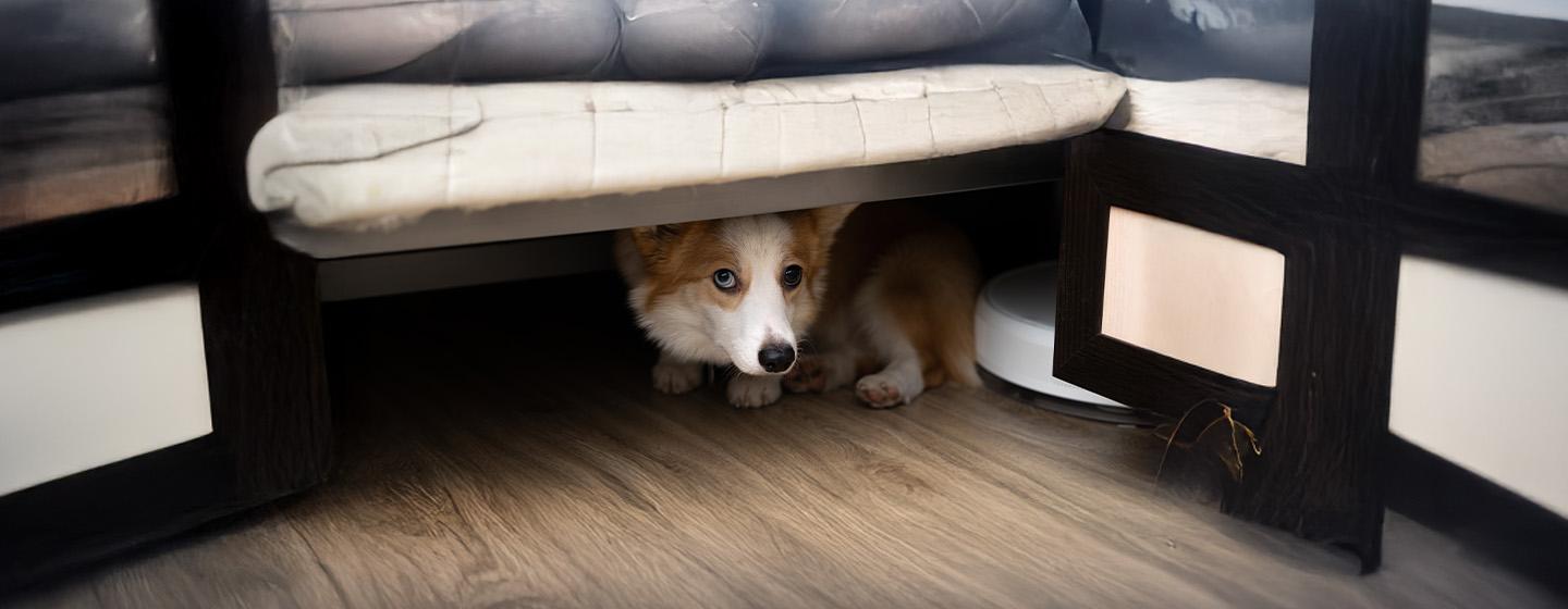 Storm Phobia: Is Your Dog Afraid of Thunder? 