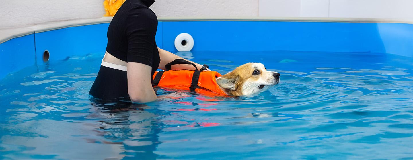 Teaching your dog to swim