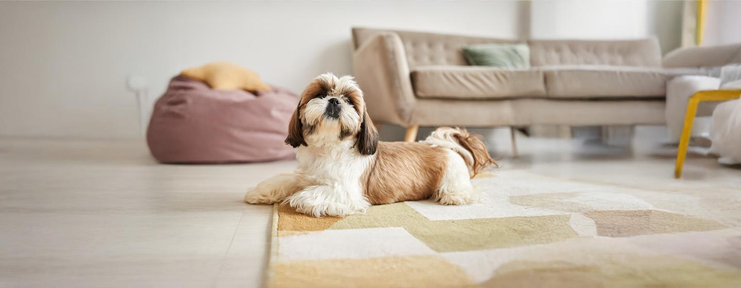 The Best Small Dog Names for the New Pet in Your Life