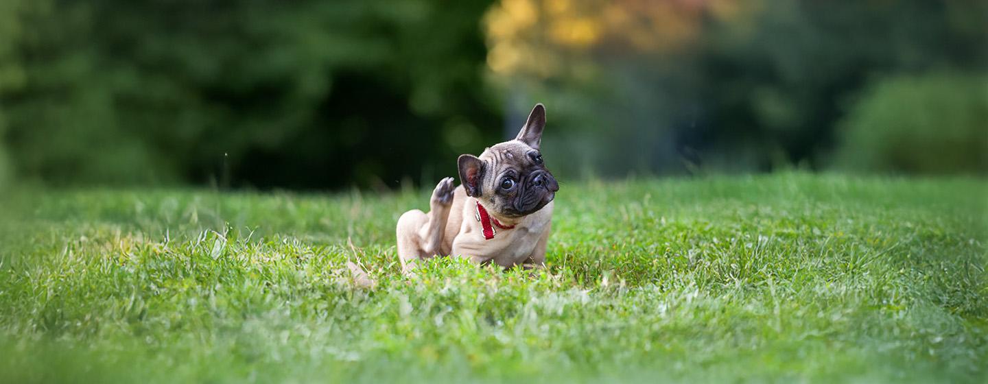 Ticks on Dogs How to Recognise and Treat Ticks