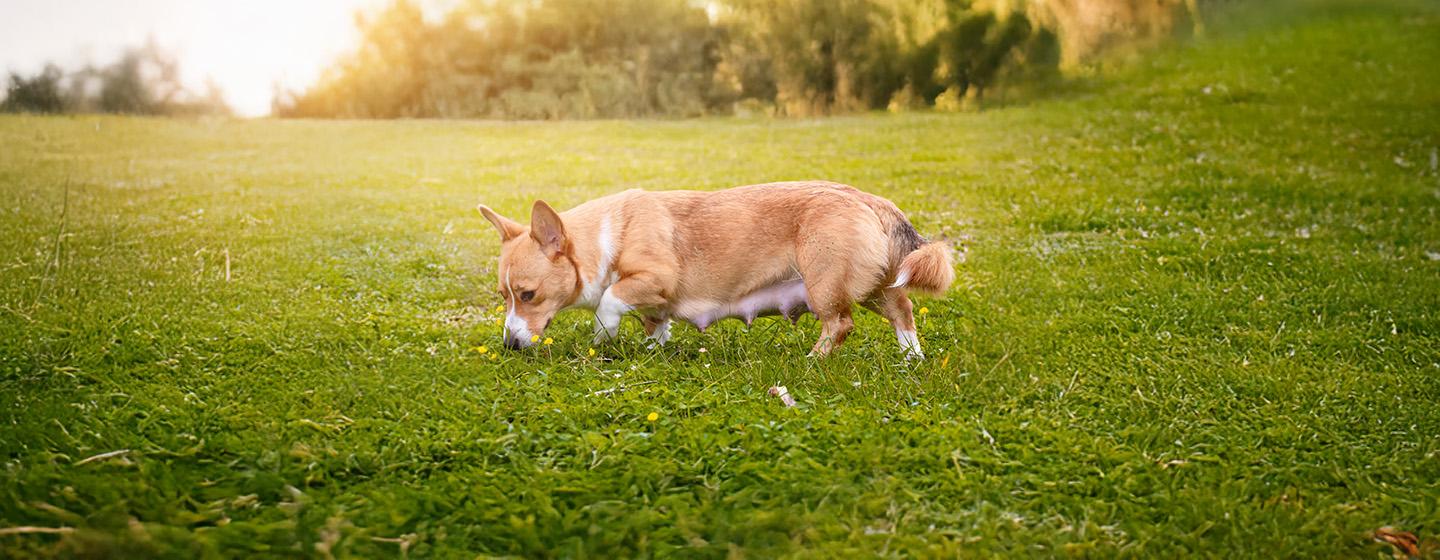 Top Tips for a Healthy Dog Pregnancy.