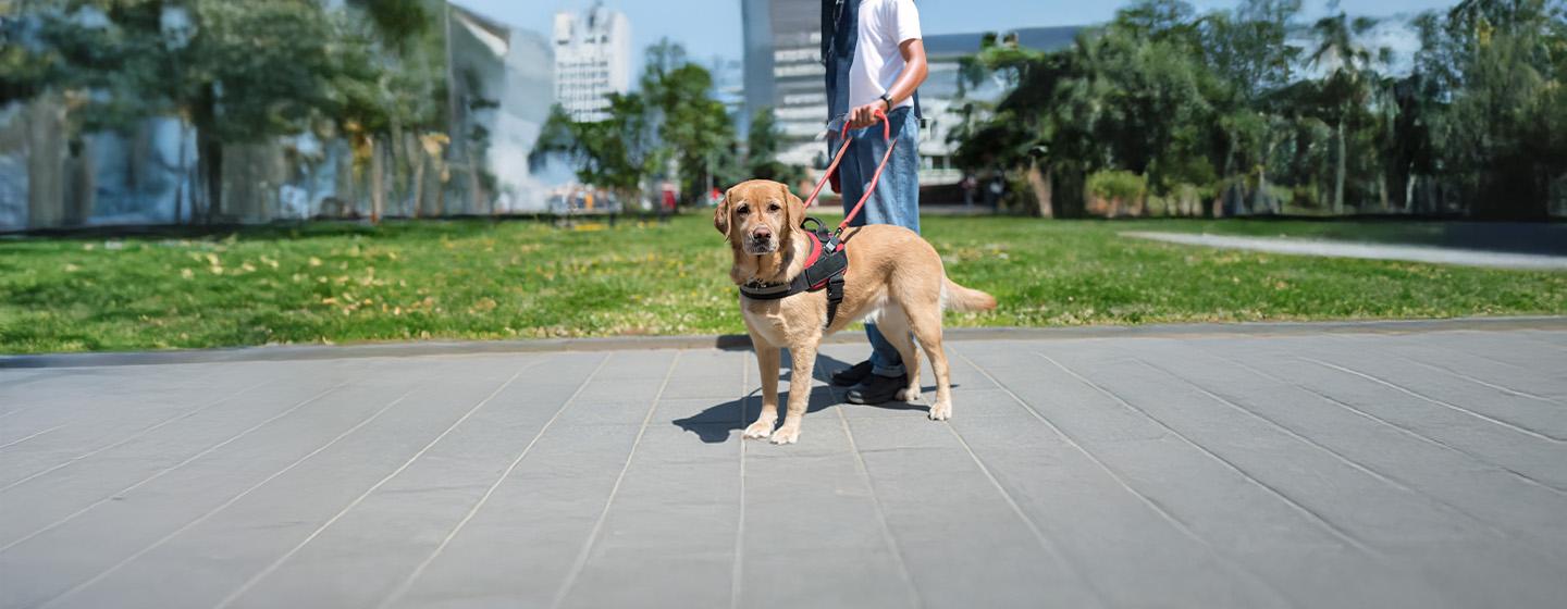 Types of Service Dogs and Their Jobs