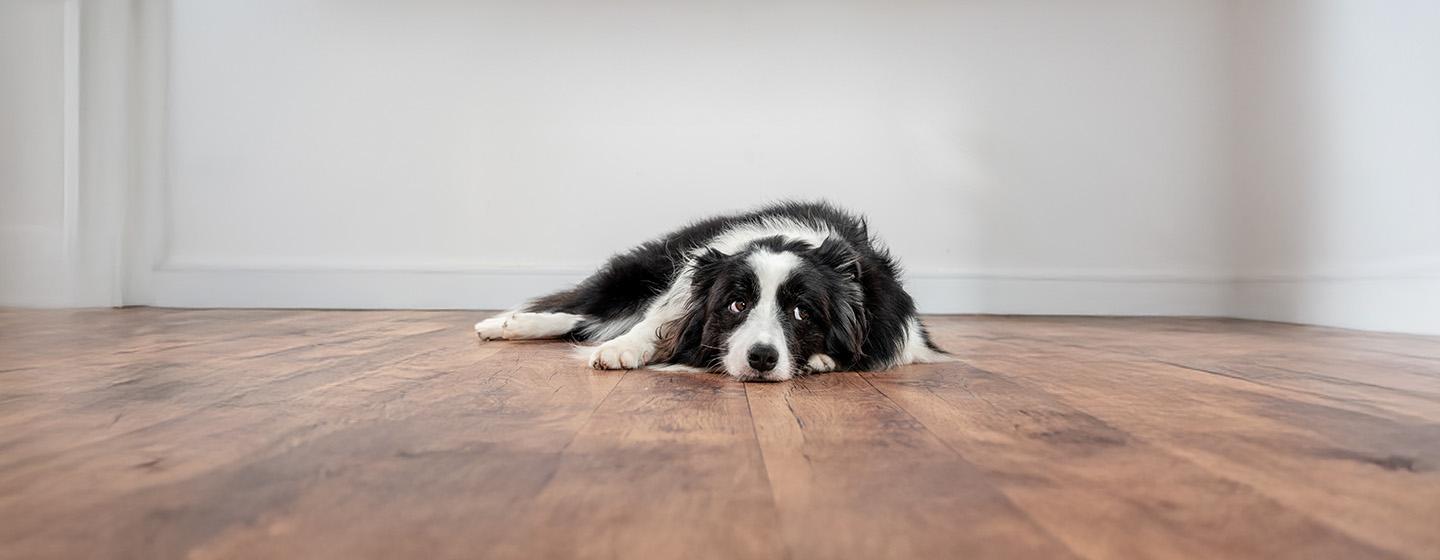 Understanding Dog Body Language