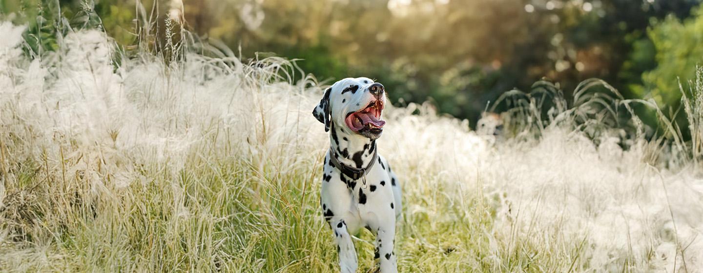 Utility Dog Breeds: Everything You Need to Know