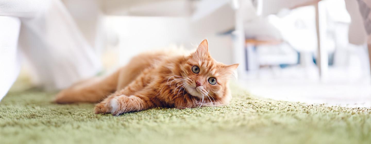 What Does My New Cat Need