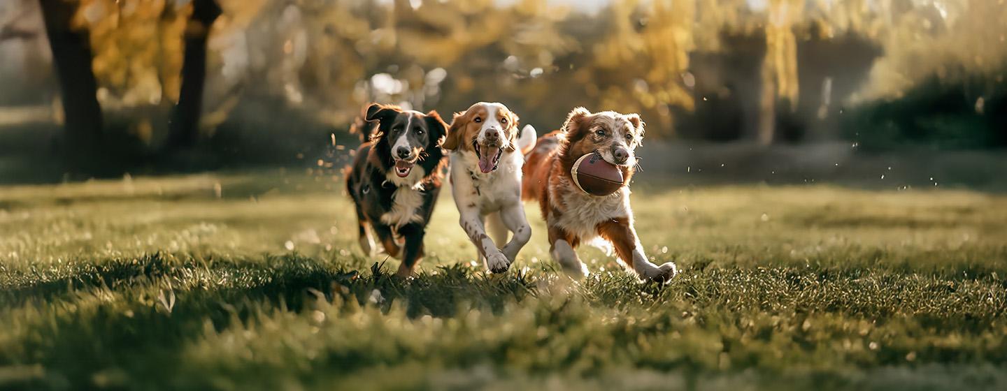 What Is Dog Target Training & How Do You Do It