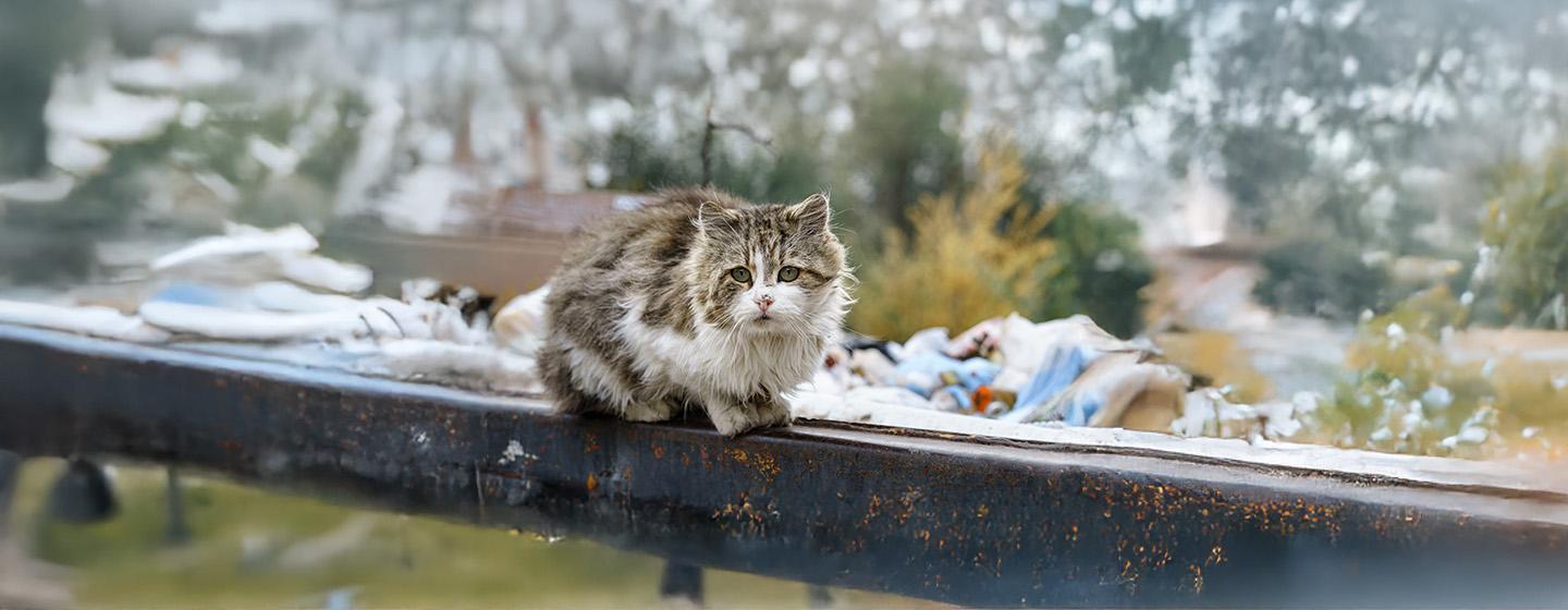 What to Do If You Find a Stray Cat