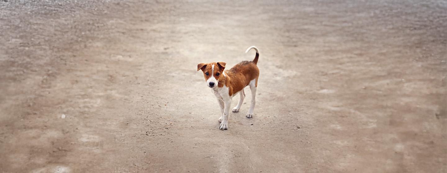What to Do If You Found a Stray Dog