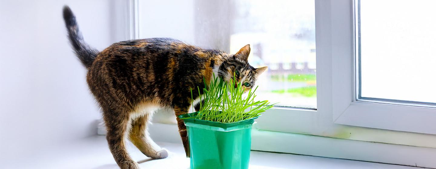 Why Do Cats Eat Grass