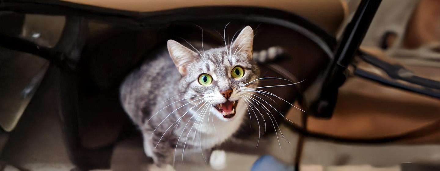 Why Do Cats Have Whiskers