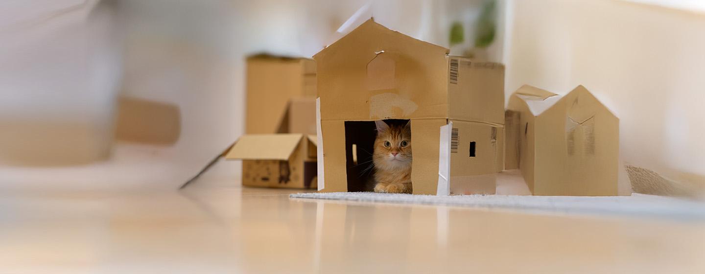 Why Do Cats Like Boxes