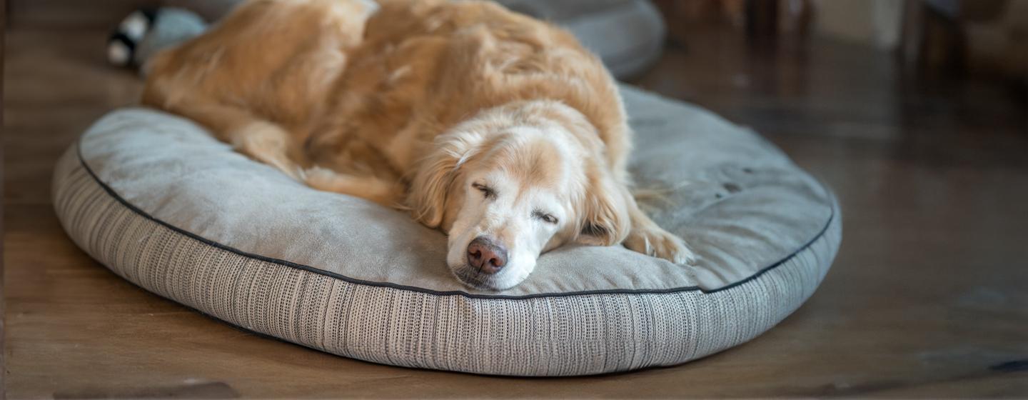 Why Do Dogs Sleep So Much