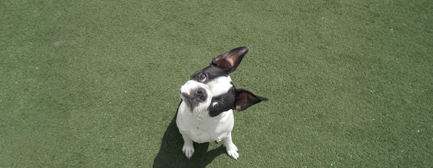 Why Do Dogs Tilt Their Heads