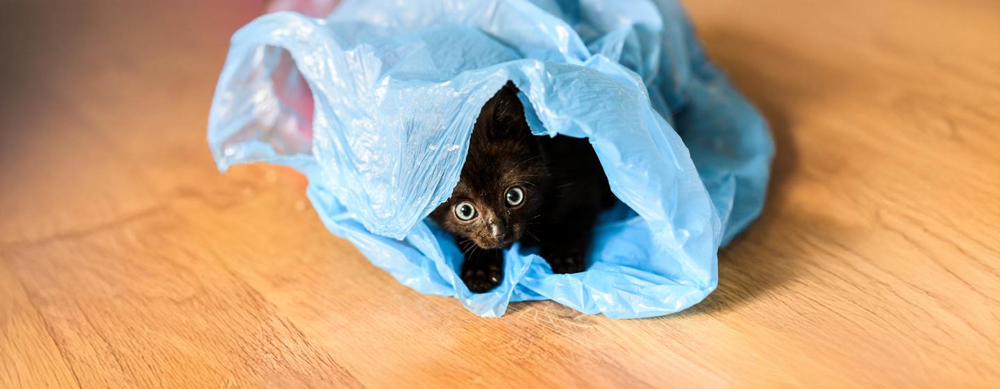 Why Does My Cat Eat Plastic