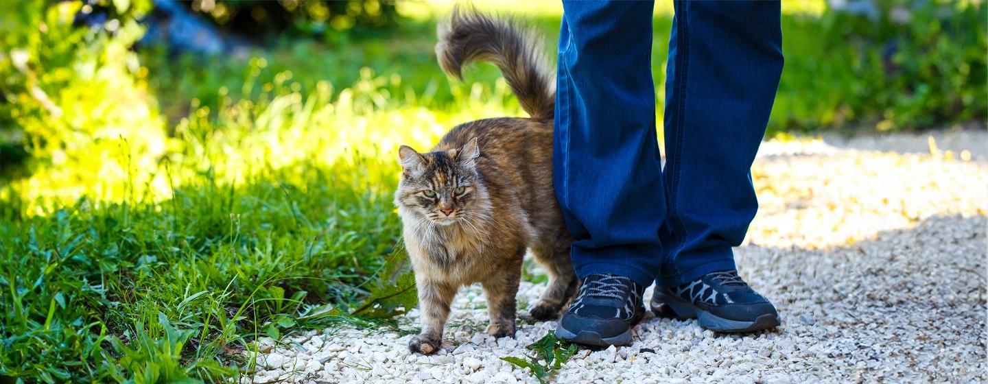 Why Does My Cat Follow Me