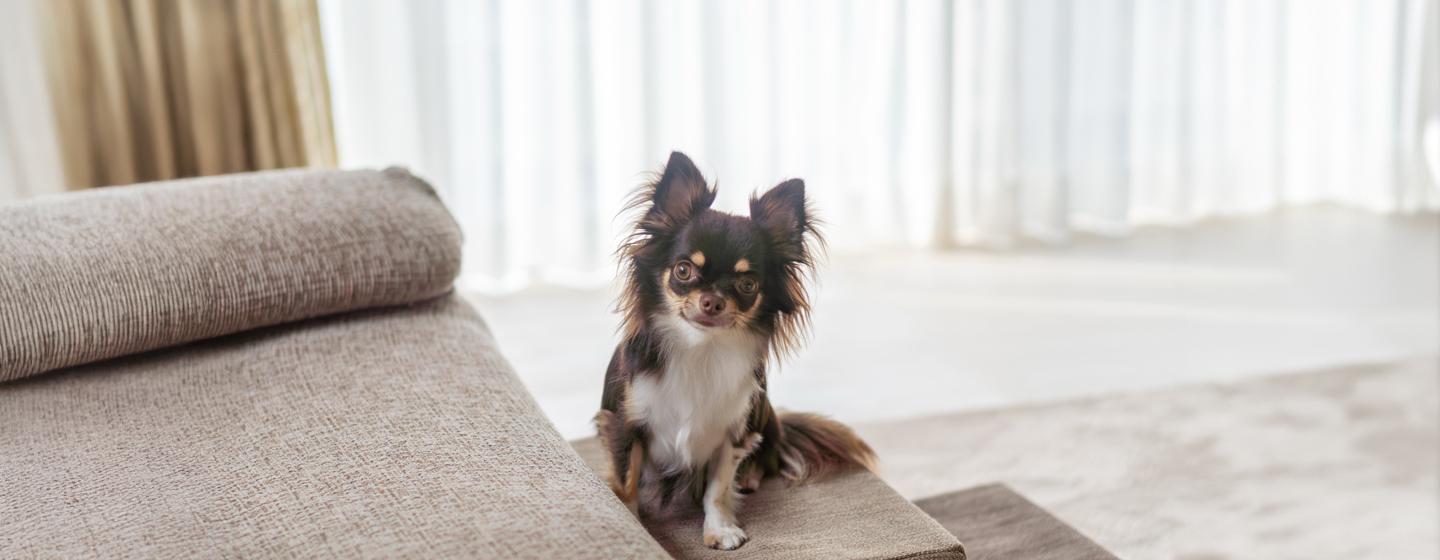 Why Does My Dog Stare at Me