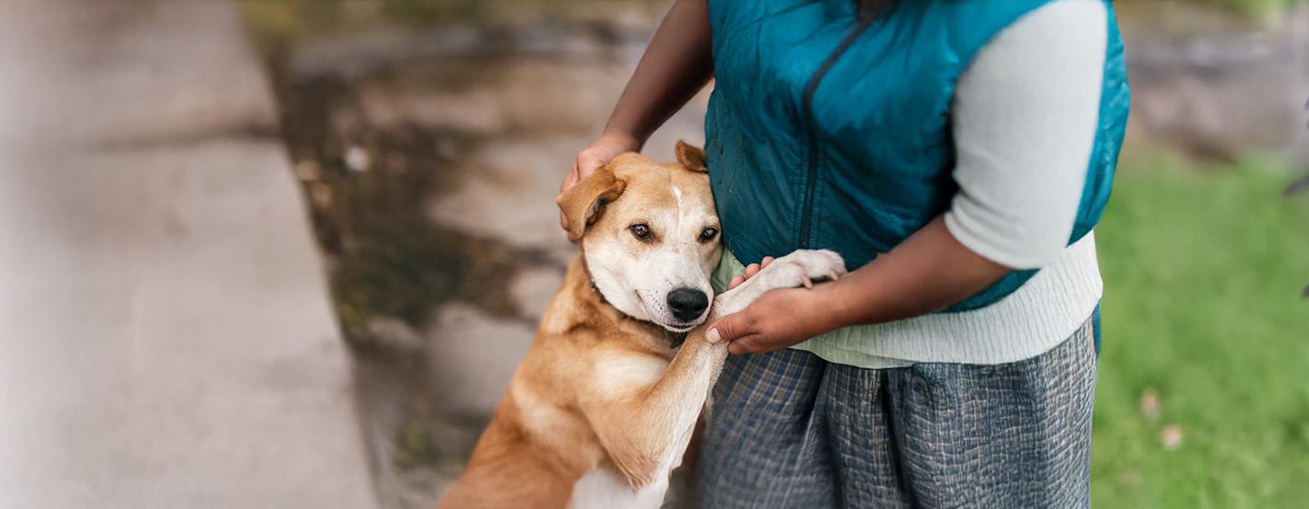 Why are dogs so loyal