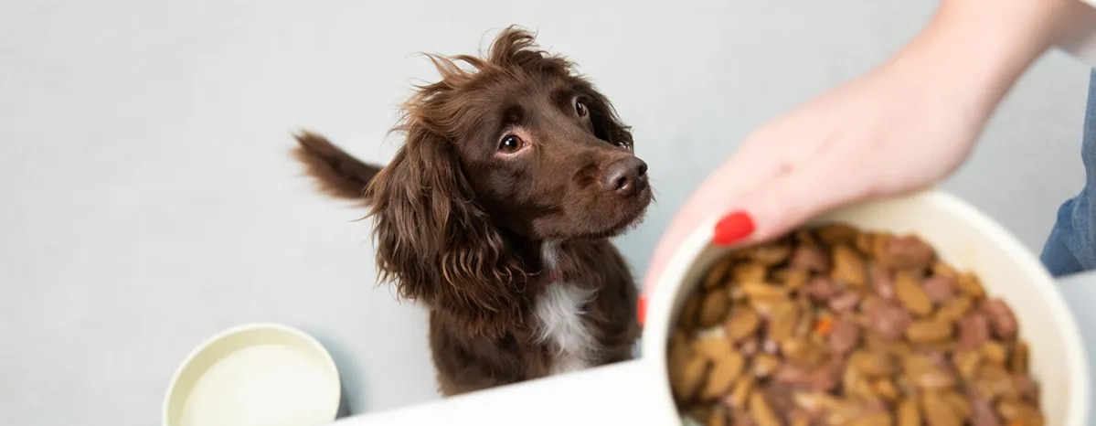 Wet or Dry Dog Food?