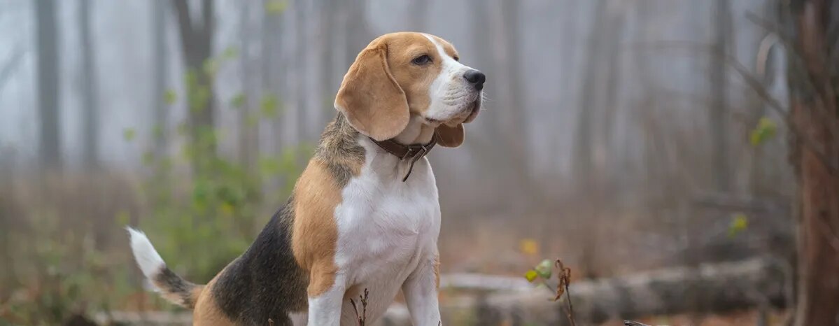 Common Dog Digestive Problems