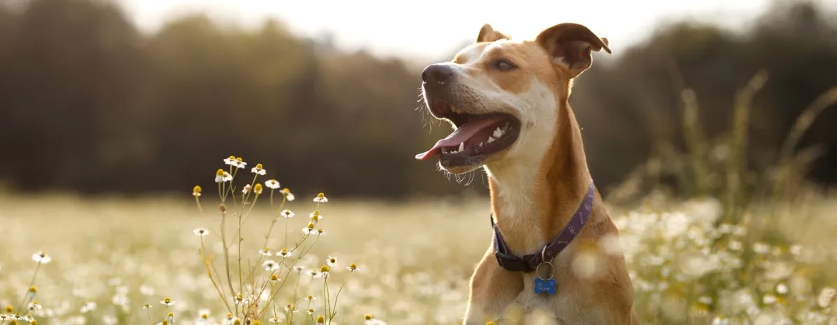 Dog Allergies Symptoms, Triggers and Treatment