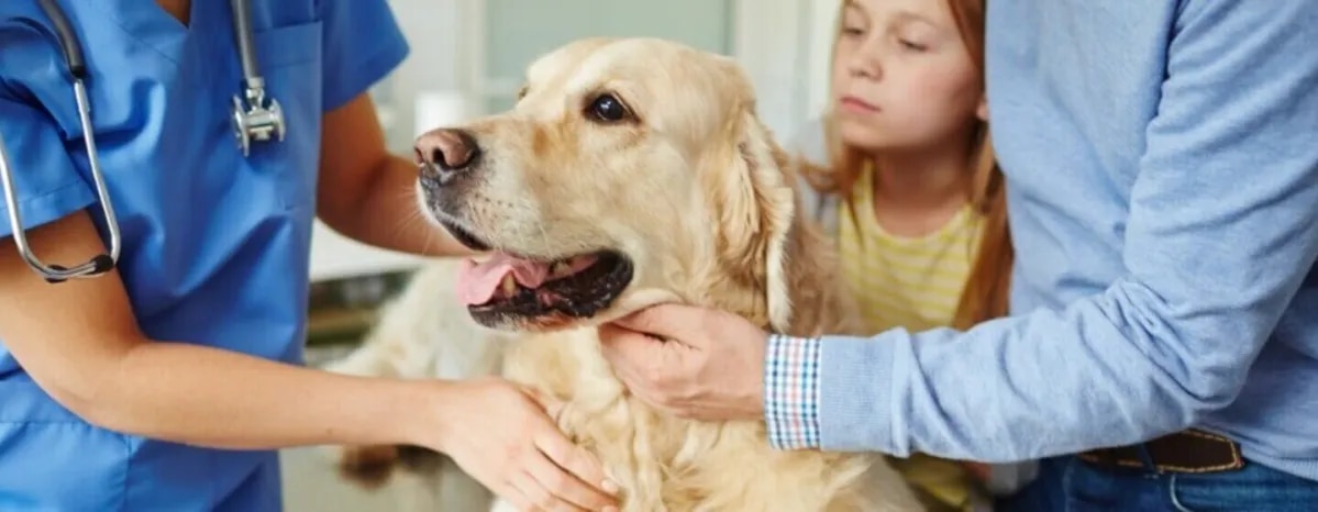 Dog Vomiting – Causes & Treatment
