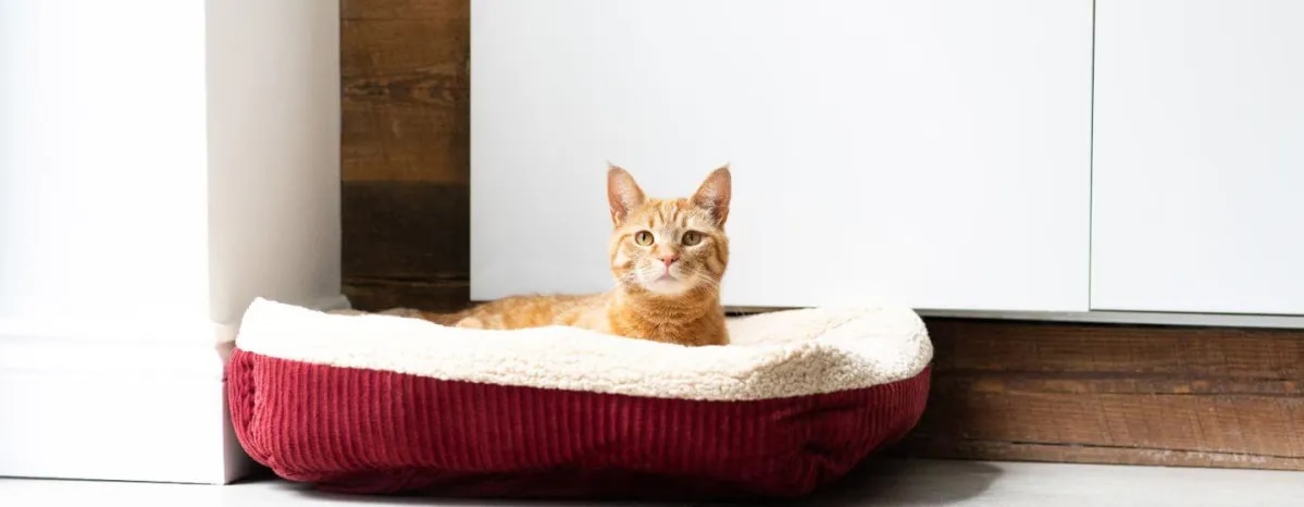 FIV in cats