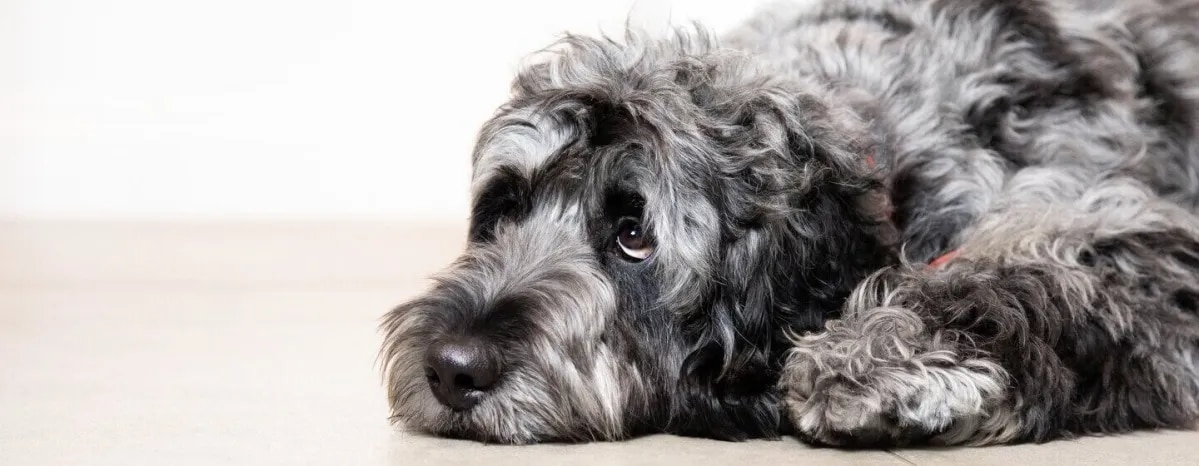 Helping Your Puppy with Puppy Diarrhoea