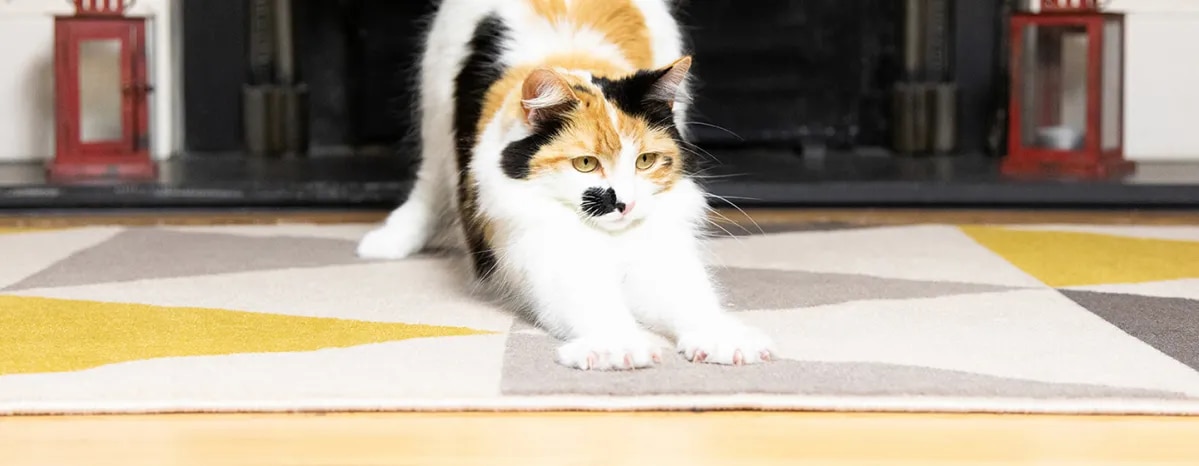 Finding the Right Scratching Post For Your Cat