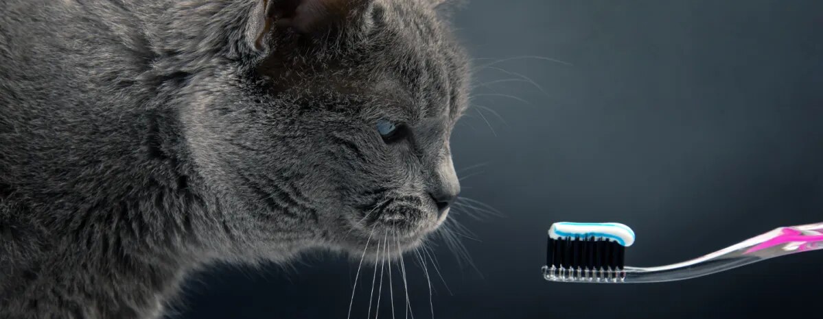 Cat Dental Care