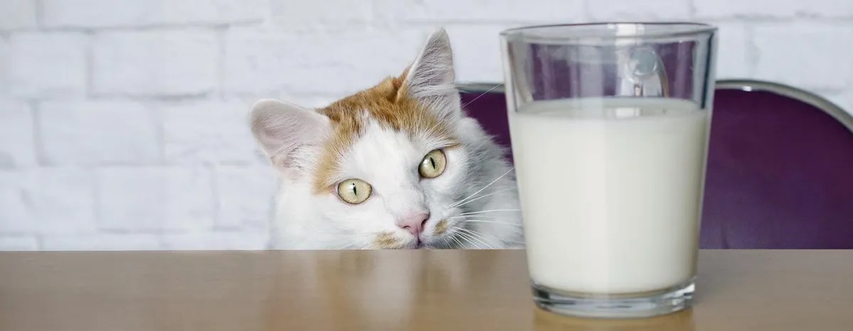What Do Cats Drink