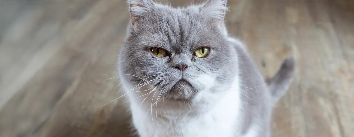 Stomatitis In Cats