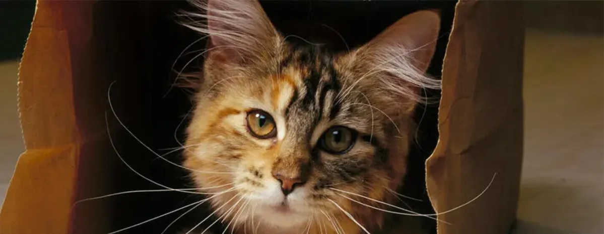 Famous Cats Throughout History