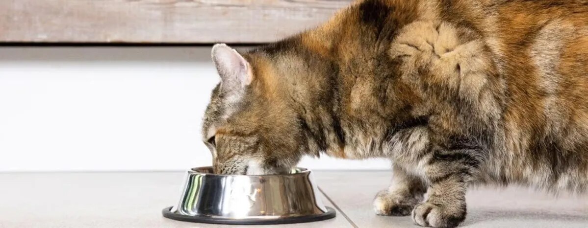 Fun Facts about Cats Every Feline Lover Should Know