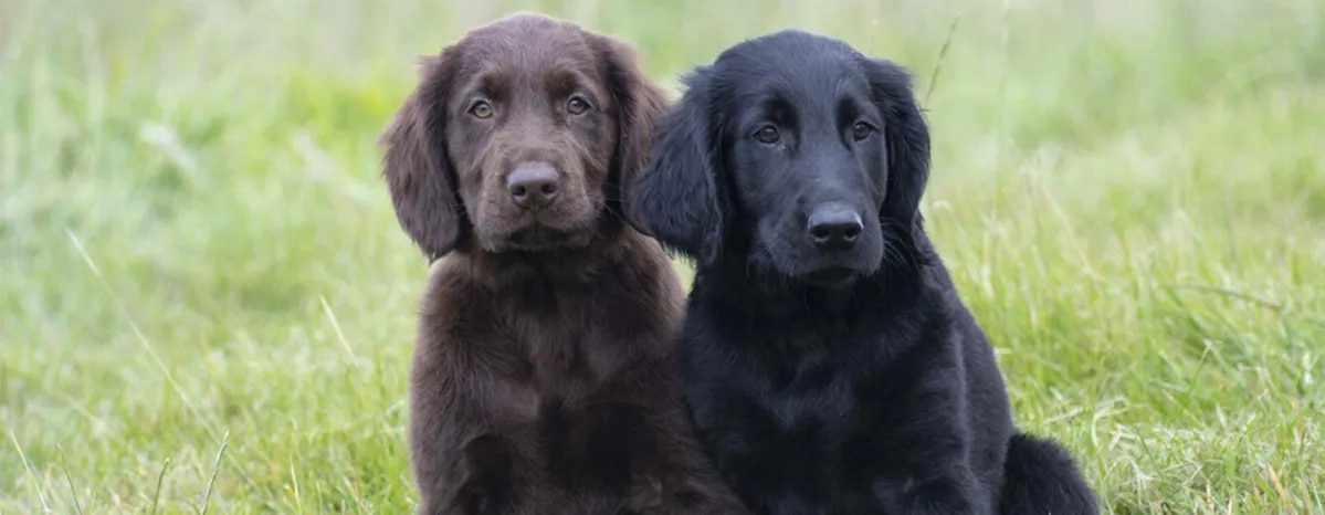 Amazing Dog Facts