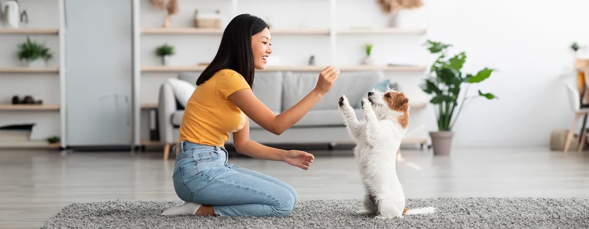Cool Tricks to Teach Your Dog
